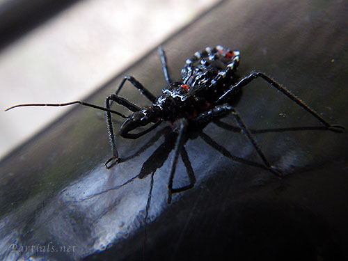 ヨコヅナサシガメ