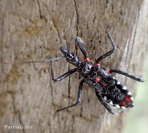 ヨコヅナサシガメ