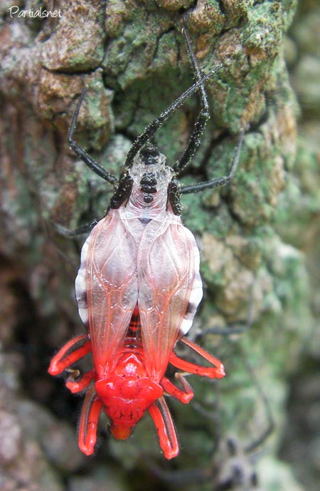 ヨコヅナサシガメ