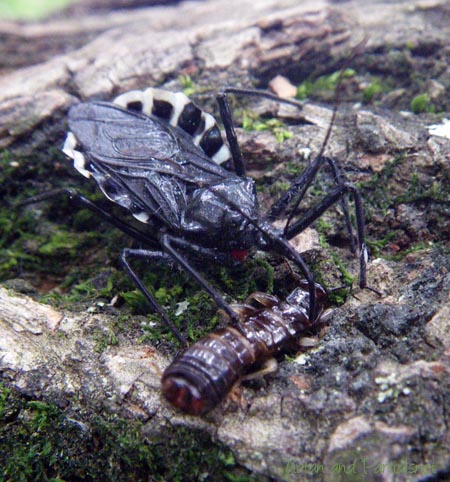 ヨコヅナサシガメ