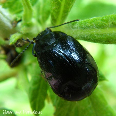 ヨモギハムシ藍色タイプ