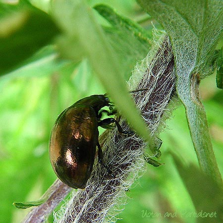 ヨモギハムシ銅色タイプ
