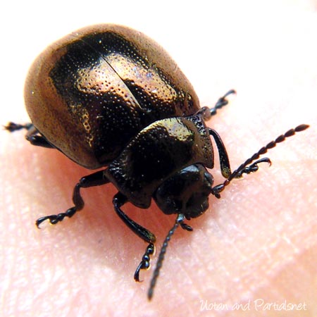 ヨモギハムシ銅色タイプ