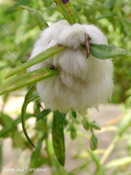 ヨモギクキワタフシ