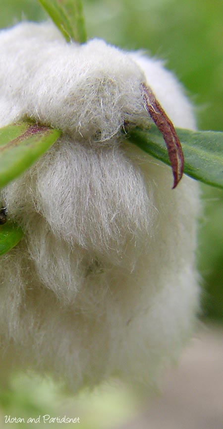 ヨモギクキワタフシ