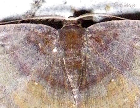 ヨスジアカエダシャク