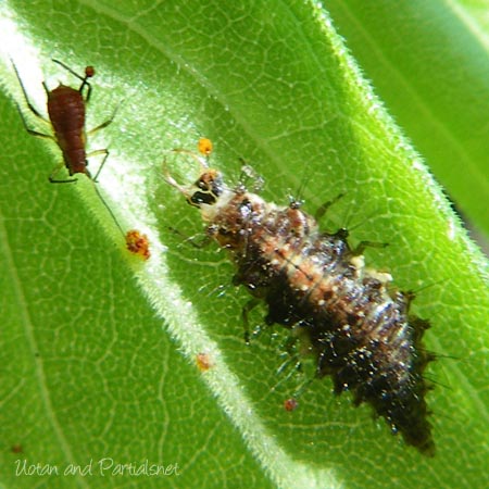 ヨツボシクサカゲロウ幼虫