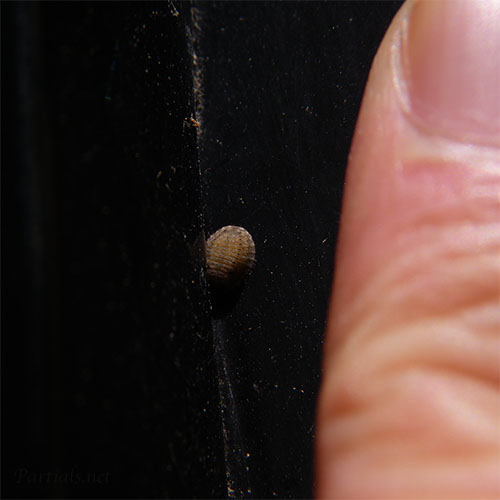 ヨツボシテントウ