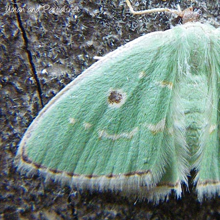 ヨツメアオシャク