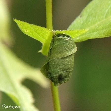 オトシブミの揺籃