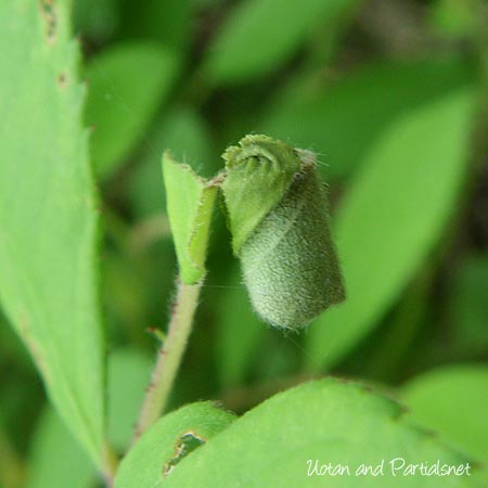 オトシブミの揺籃