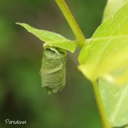 オトシブミの揺籃