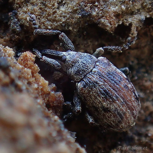 ユアサハナゾウムシ