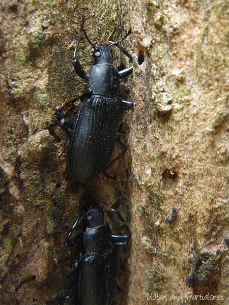 ユミアシゴミムシダマシ