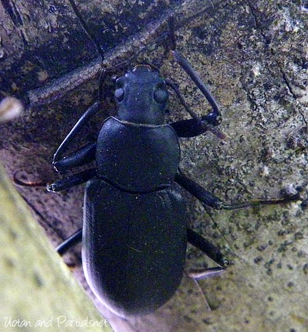 ユミアシゴミムシダマシの一種