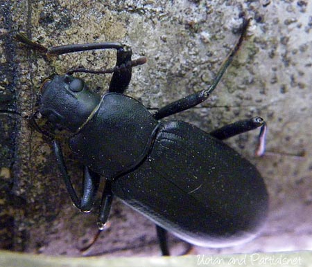 ユミアシゴミムシダマシの一種、全身