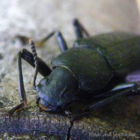 ユミアシゴミムシダマシの一種、顔アップ