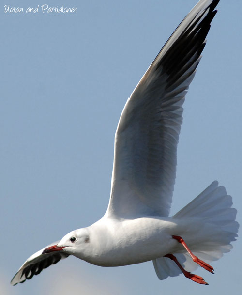 ユリカモメが飛ぶ