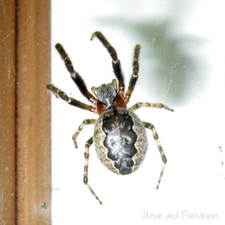 ズグロオニグモ