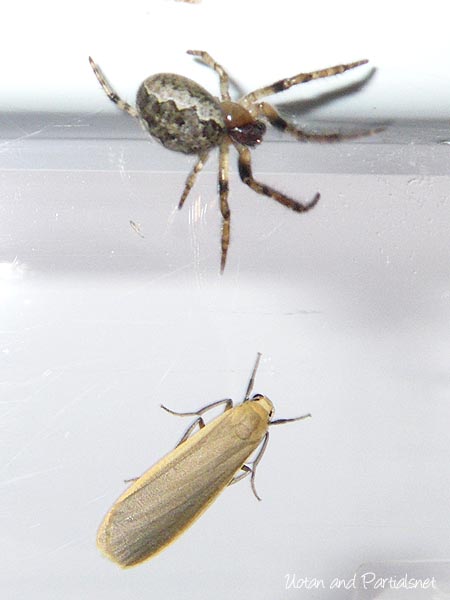 ズグロオニグモ